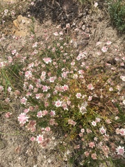 Actinotus forsythii