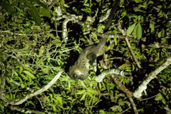 Arctogalidia trivirgata