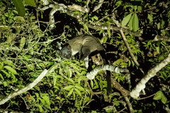 Arctogalidia trivirgata