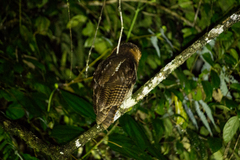 Strix leptogrammica