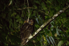 Strix leptogrammica
