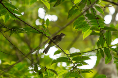 Pycnonotus leucogrammicus