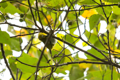 Zosterops japonicus montanus