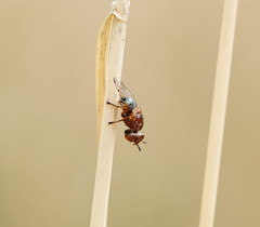 Lamprogaster relucens