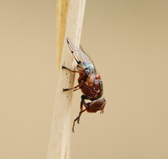 Lamprogaster relucens