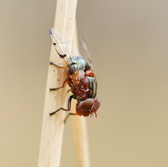 Lamprogaster relucens