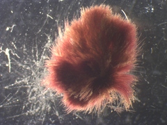Rhodochorton purpureum