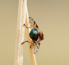 Lamprogaster relucens