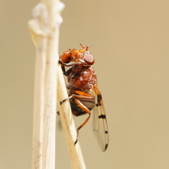 Lamprogaster relucens