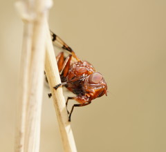 Lamprogaster relucens