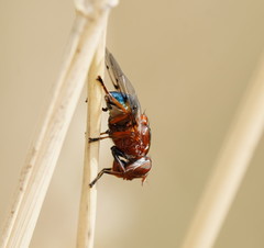 Lamprogaster relucens