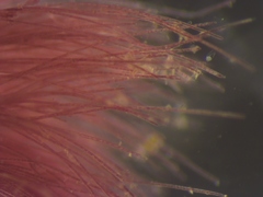 Rhodochorton purpureum