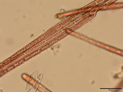 Rhodochorton purpureum