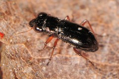 Notiophilus aeneus
