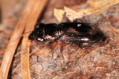 Notiophilus aeneus