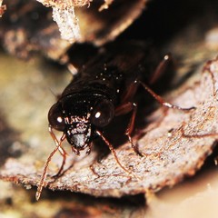 Notiophilus aeneus