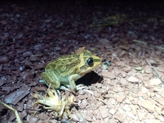 Ranoidea longipes