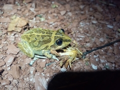Ranoidea longipes