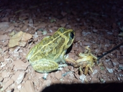 Ranoidea longipes