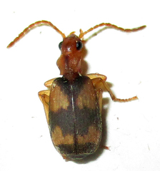 Brachininae