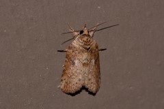 Nycteola indica