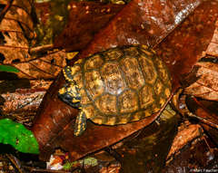 Chelonoidis denticulatus