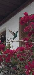Colibri