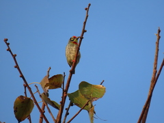 Psilopogon haemacephalus