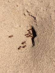 Pogonomyrmex comanche