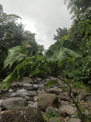 Ficus heteropoda