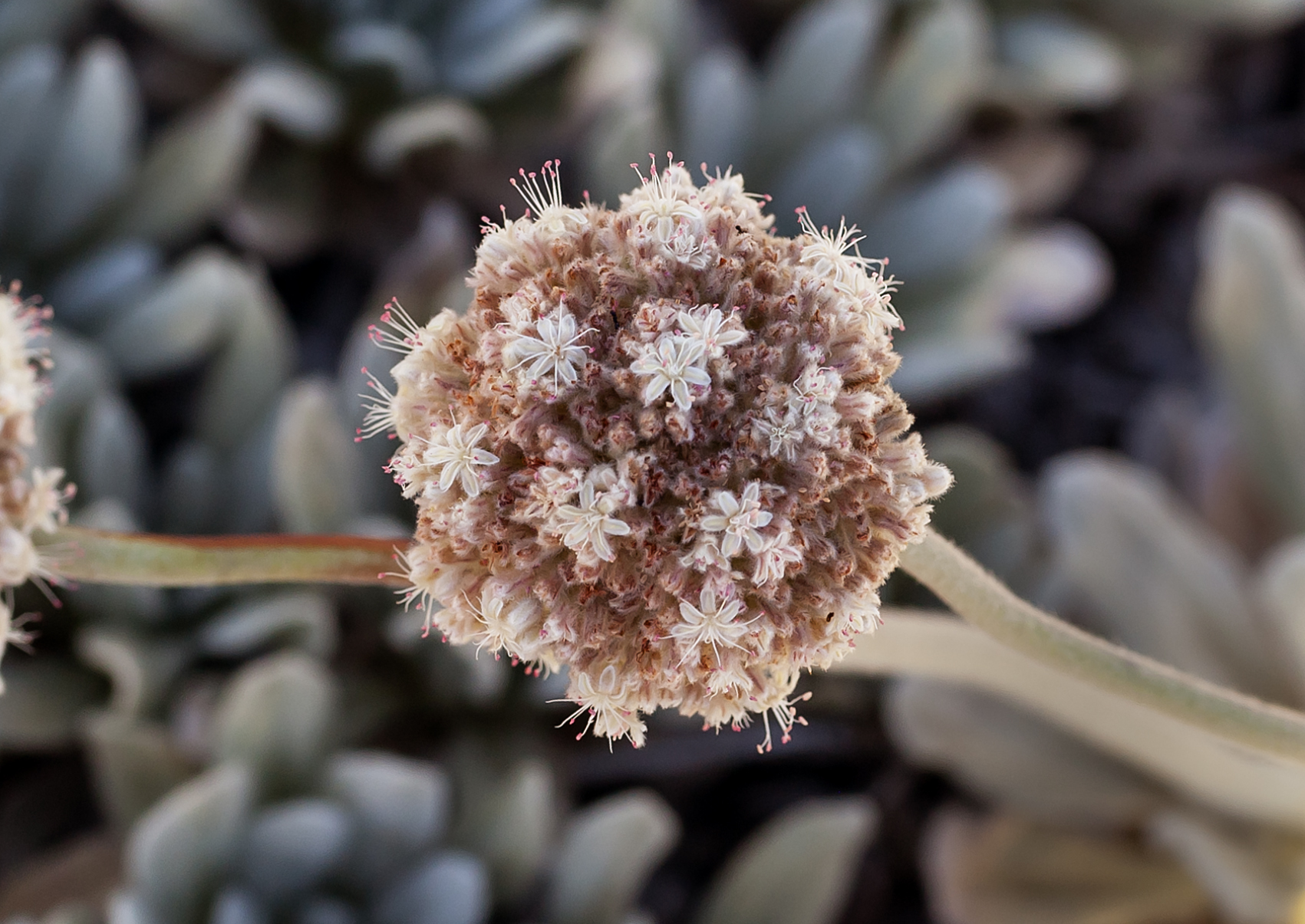 Eriogonum callistum