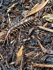 Scolopocryptops gracilis