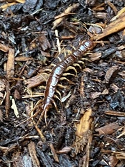 Scolopocryptops gracilis