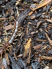 Scolopocryptops gracilis