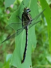 Arigomphus