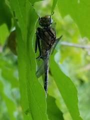 Arigomphus
