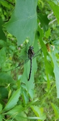 Arigomphus