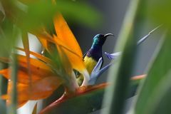 Cinnyris venustus falkensteini