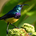 Variable Sunbird - Photo (c) Shirley Hitschmann, some rights reserved (CC BY-NC), uploaded by Shirley Hitschmann