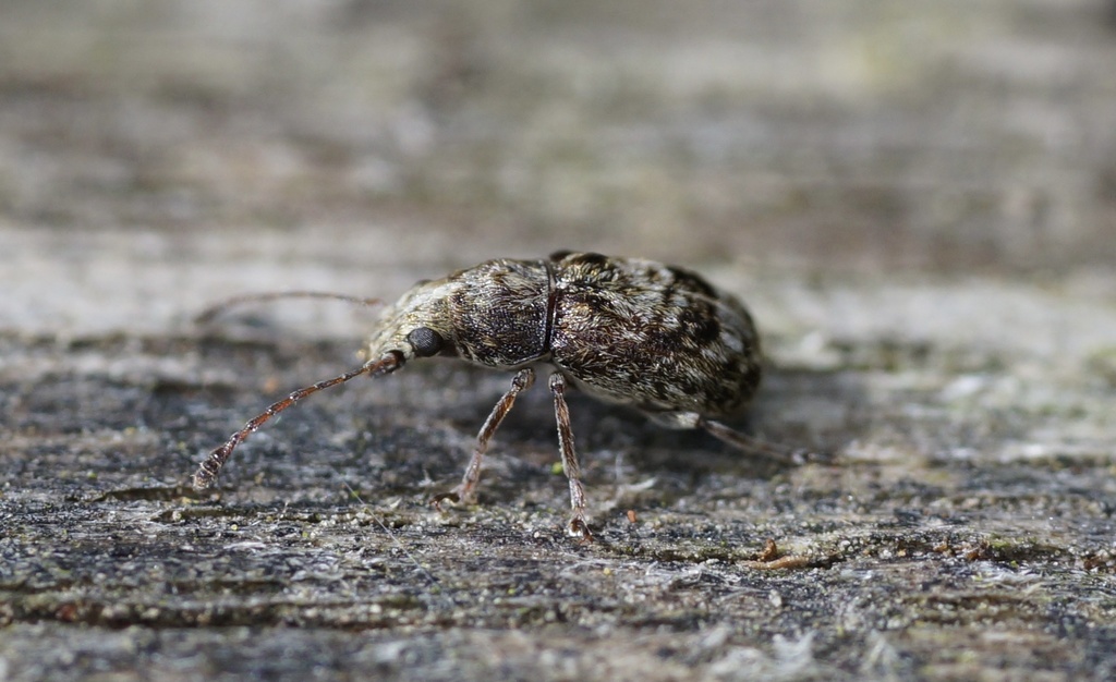 Cacephatus sericeus