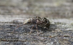 Cacephatus sericeus