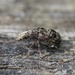 Cacephatus sericeus - Photo (c) Bruno Bell, some rights reserved (CC BY-NC), uploaded by Bruno Bell