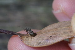 Cacephatus sericeus