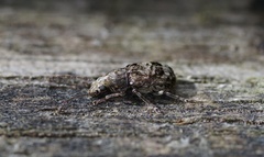 Cacephatus sericeus