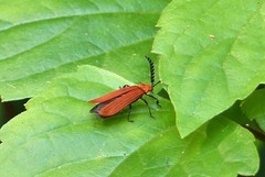Dictyoptera