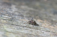 Cacephatus sericeus