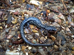 Plethodon caddoensis