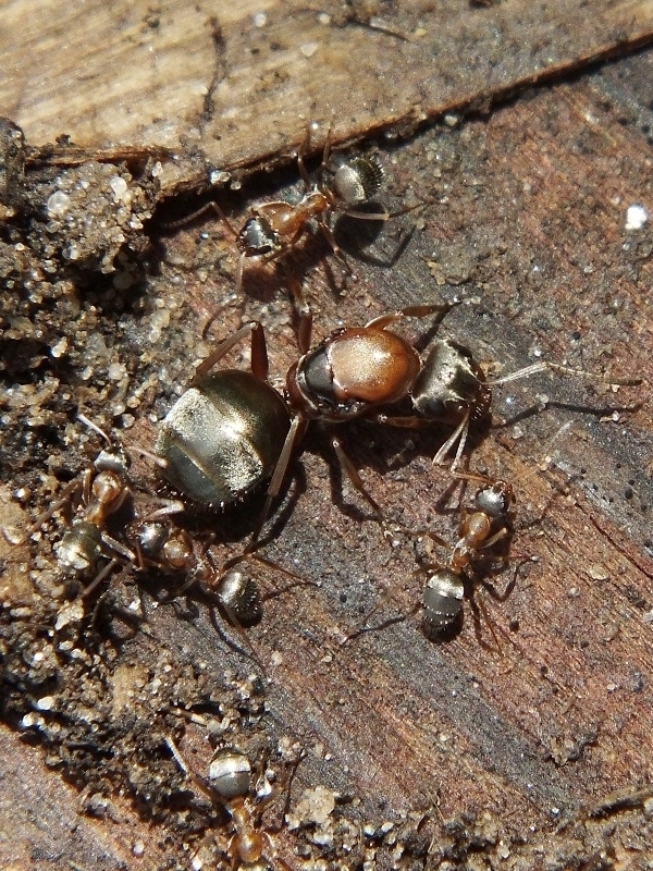 Formica cinerea