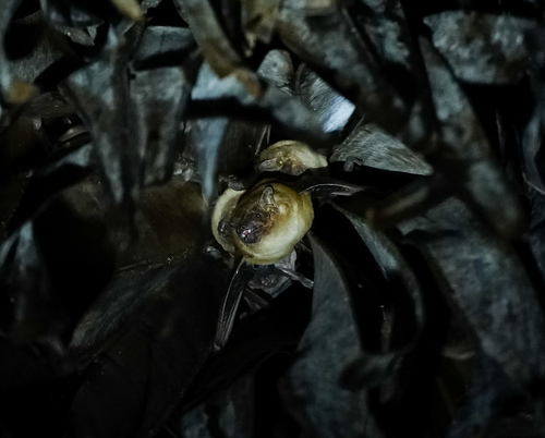 Greater Asian Yellow Bat (Scotophilus heathii)