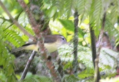 Vireo leucophrys
